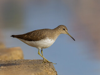 black headed gull on beach