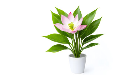 Pink Lotus flower blossom isolated on white background. Water lily flower close up