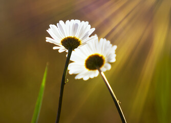 two daisy flowers pressed against each other on a green  warm backgroundin the rays of the sun ....