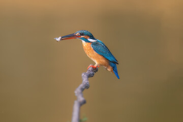 Obraz premium kingfisher on branch
