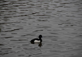A male tufted duck is swimming in the sea in cloudy day.
