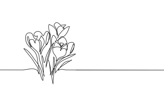 Crocuses flowers single line animated illustration. One continuous self drawing line animation, footage of spring flowers crocuses