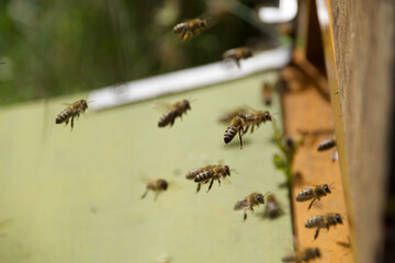 Flying honey bees returning to their hive, captured mid-air. Beekeeping scene showing active pollinators and hive entrance dynamics.