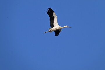 white stork flying in the sky