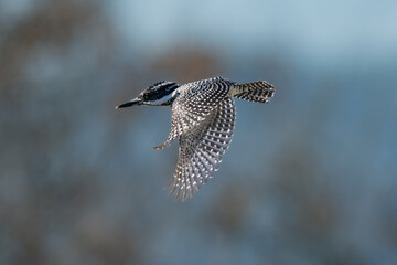 great spotted woodpecker