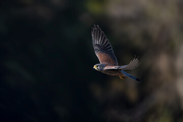 common buzzard in flight