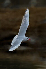 seagull flying over water