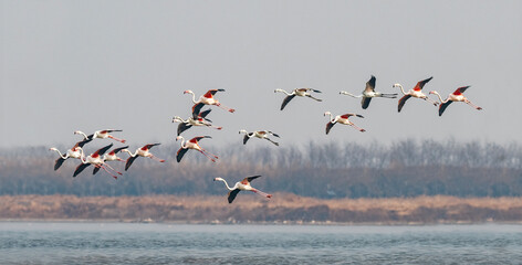 flamingos in the lake