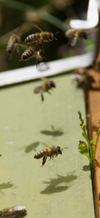 Flying honey bees returning to their hive, captured mid-air. Beekeeping scene showing active pollinators and hive entrance dynamics.