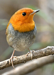 robin on a branch