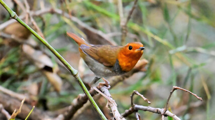 robin on a branch
