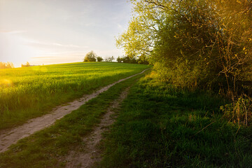 Green spring sown field and sunset sky
