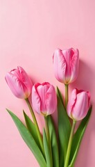 Fototapeta premium Pink tulips with soft petals and golden centers on a light pink background, garden, botanical