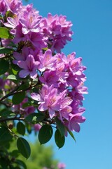 Rhododendron tree with lilac blooms against a blue sky, foliage, greenery