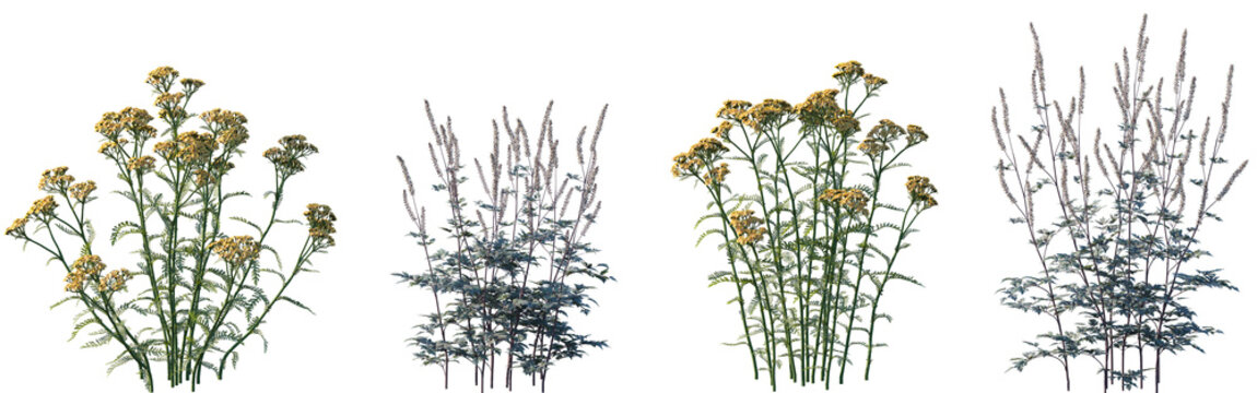 Set of frontal Achillea terracotta and Actaea simplex isolated png on a transparent background perfectly cutout high resolution