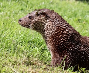 otter on the rock