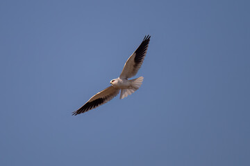seagull flying in the sky