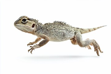 Naklejka premium A small, grey lizard in mid-leap against a white background.