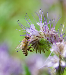 Honey bee collecting nectar from a blooming Phacelia flower. Pollination in action with delicate purple petals and green background. Macro shot of bee on a vibrant wildflower.