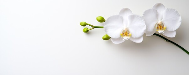 Fototapeta premium A delicate white orchid branch with green buds against a minimalistic background, emphasizing elegance and natural beauty.