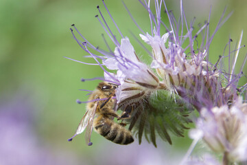 Honey bee collecting nectar from a blooming Phacelia flower. Pollination in action with delicate...