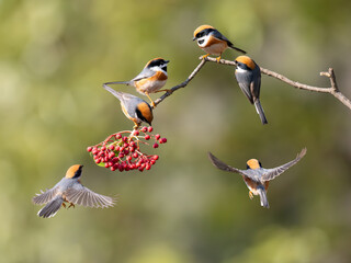 great tit on a branch