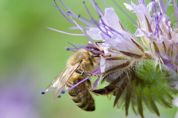 Honey bee collecting nectar from a blooming Phacelia flower. Pollination in action with delicate purple petals and green background. Macro shot of bee on a vibrant wildflower.