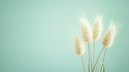 Obraz premium Dried Rabbit Tail Grass Against a Soft Blue Green Backdrop