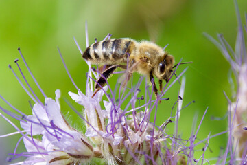 Honey bee collecting nectar from a blooming Phacelia flower. Pollination in action with delicate purple petals and green background. Macro shot of bee on a vibrant wildflower.