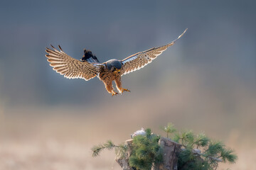 common buzzard in flight