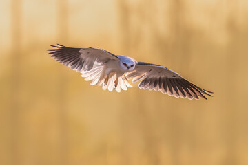 black headed gull in flight