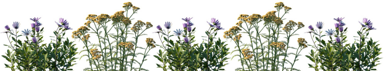 Set of frontal Osteospermum fruticosum and Achillea terracotta (Yarrow) isolated png on a transparent background perfectly cutout high resolution © Viktoria