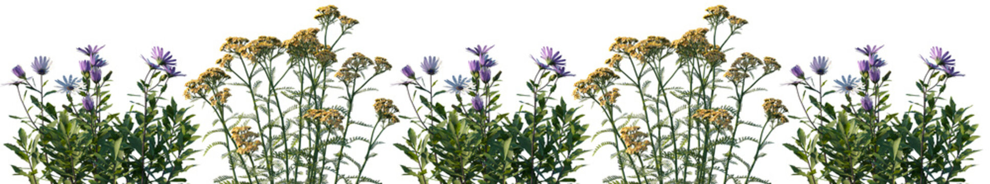 Set of frontal Osteospermum fruticosum and Achillea terracotta (Yarrow) isolated png on a transparent background perfectly cutout high resolution