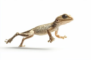 Small gecko leaping, isolated on white background.