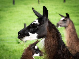 Black and White Llama Chewing Grass