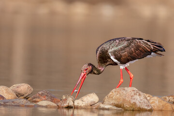white stork ciconia