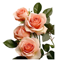 Naklejka premium Elegant peach roses in bloom floral arrangement indoor setting isolated on transparent background