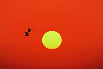 chinese new year background