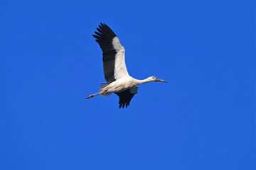 white stork flying in the sky