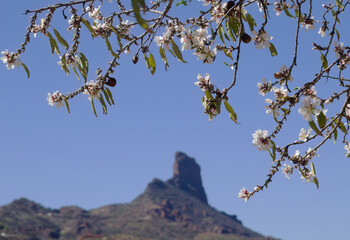 Horticulture of Gran Canaria -  almond trees blooming in Tejeda
