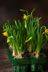 Fresh daffodils with bulbs in green pots on dark brown  background