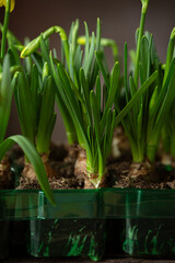 Obraz premium Fresh daffodils with bulbs in green pots on dark brown background