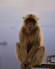 Gibraltar
