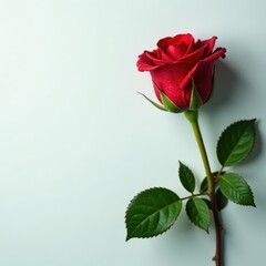 Obraz premium Single long-stemmed red rose with water droplets, valentines, flower