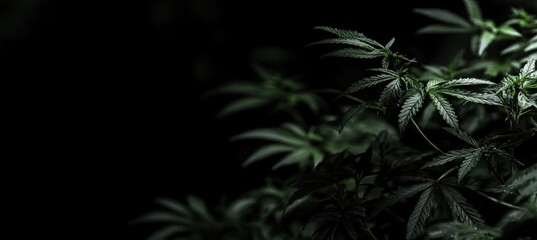 Cannabis Plant Close-Up: Dark Green Leaves in Low Light