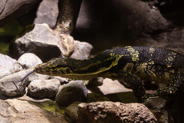 Animal portrait: Blue tongue, attentive eyes.