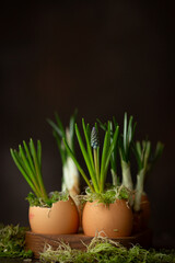 easter eggs and spring flowers on dark background 
