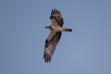 vulture in the sky