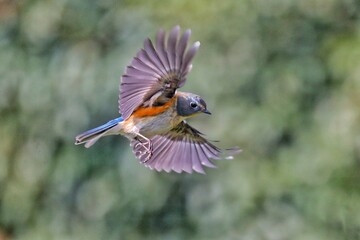 hummingbird feeding on a flower