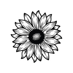 Create a highly detailed vector illustration of a sunflower with editable strokes, showcasing intricate petal and seed details.  Ensure clean lines and vibrant color.